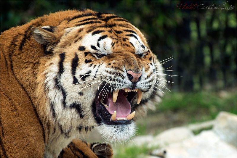 tigre Parco Zoo di Falconara